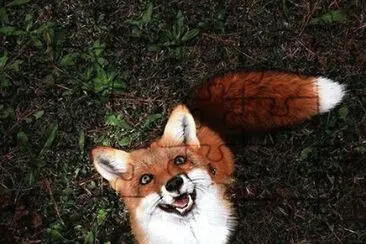 Smiling Fox jigsaw puzzle