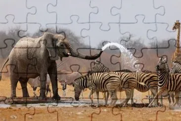 Namibia Park Animal