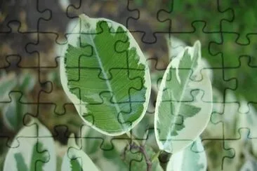 פאזל של Imagem