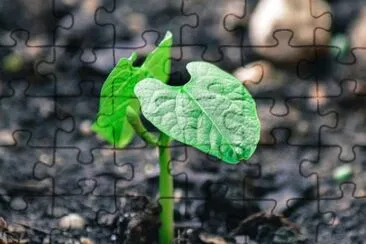 Imagem jigsaw puzzle