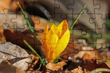 OK jigsaw puzzle