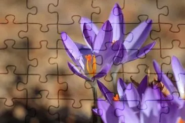 פאזל של OK