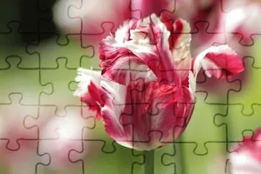 OK jigsaw puzzle
