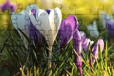 OK jigsaw puzzle