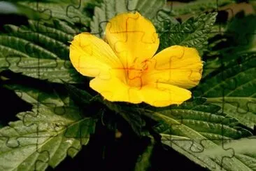 Foto jigsaw puzzle