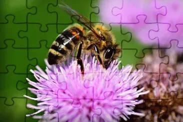 Foto jigsaw puzzle