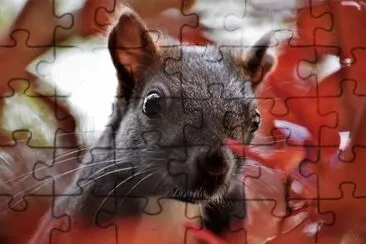 Foto jigsaw puzzle
