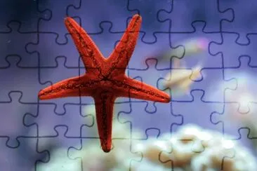 Estrella de Mar