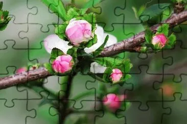OK jigsaw puzzle