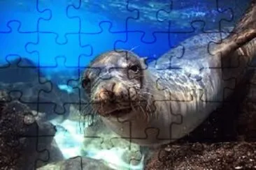 Foto jigsaw puzzle