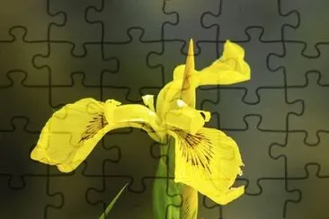 OK jigsaw puzzle