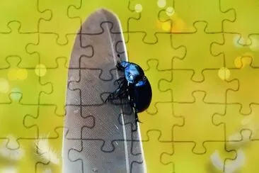 Foto jigsaw puzzle
