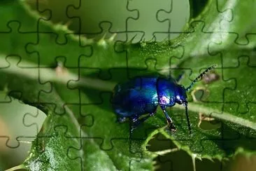 Foto jigsaw puzzle