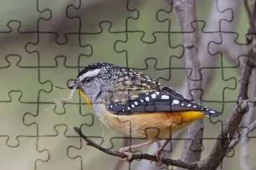 Pardaloto jigsaw puzzle