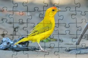 Foto jigsaw puzzle