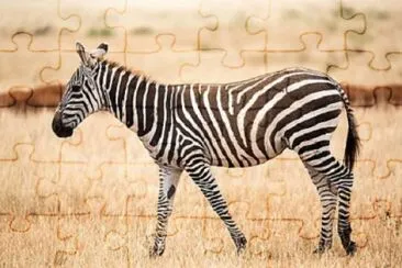 Foto jigsaw puzzle