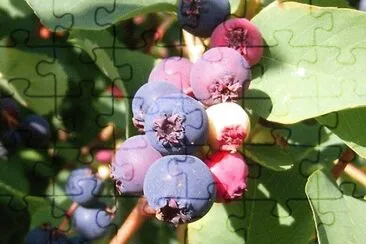 Foto jigsaw puzzle