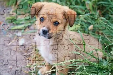 Foto jigsaw puzzle