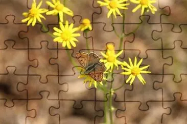 Foto jigsaw puzzle