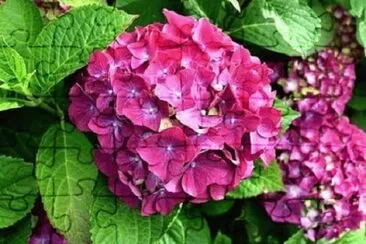 Foto jigsaw puzzle