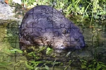 Foto jigsaw puzzle