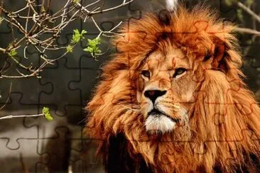 Foto jigsaw puzzle