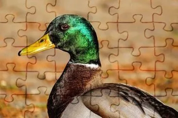 Foto jigsaw puzzle
