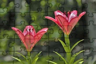 OK jigsaw puzzle
