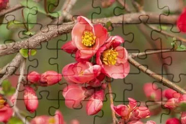 OK jigsaw puzzle
