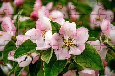 OK jigsaw puzzle