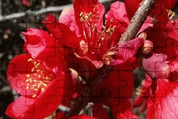 OK jigsaw puzzle