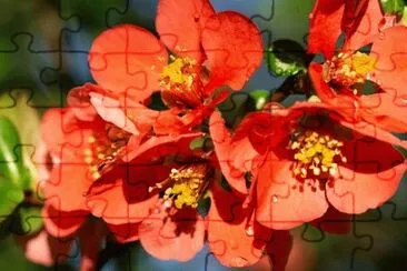 OK jigsaw puzzle