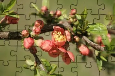OK jigsaw puzzle