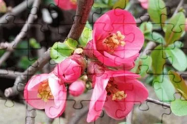 OK jigsaw puzzle