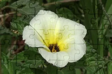 OK jigsaw puzzle