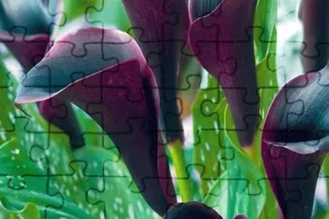 OK jigsaw puzzle