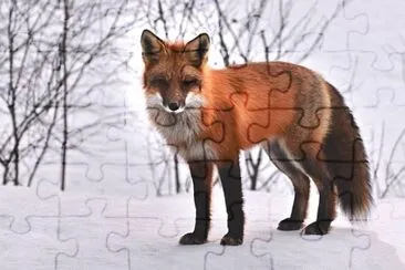 Foto jigsaw puzzle