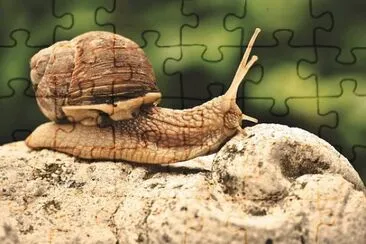 פאזל של Foto