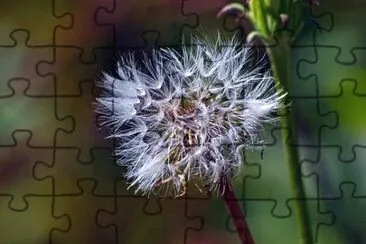 Foto jigsaw puzzle
