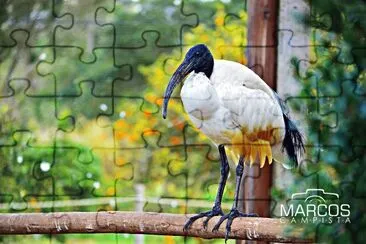 Campista jigsaw puzzle