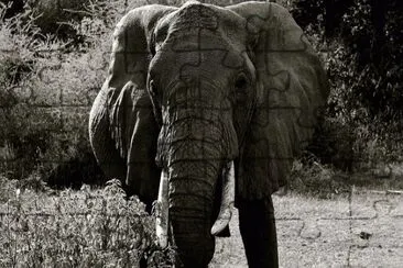 Foto jigsaw puzzle