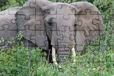 Foto jigsaw puzzle