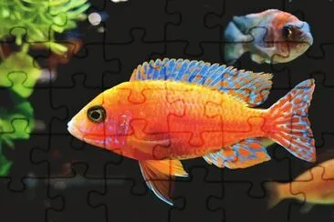 Foto jigsaw puzzle
