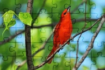 Foto jigsaw puzzle