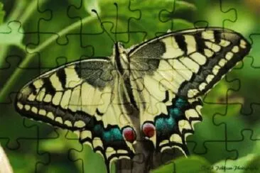Foto jigsaw puzzle