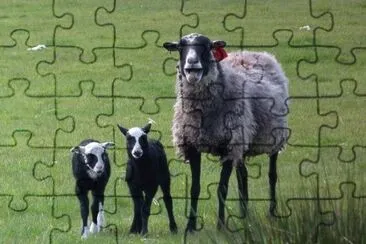 Romanov jigsaw puzzle