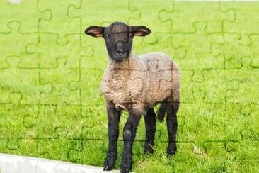 Foto jigsaw puzzle