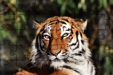 Foto jigsaw puzzle