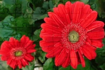 Flores