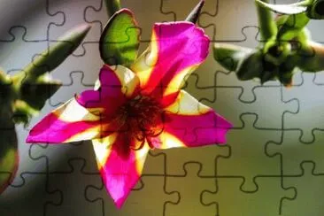 OK jigsaw puzzle